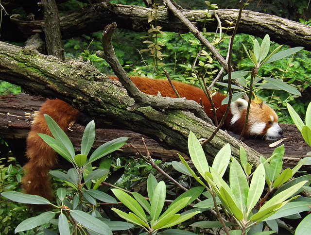 ipernity: Red Panda at the Bronx Zoo, May 2012 - by LaurieAnnie