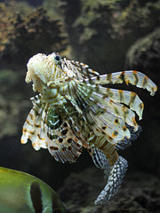 Rotfeuerfisch (Wilhelma)