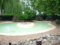 London Zoo: penguin pond