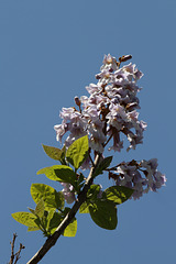 Blüte am Blauglockenbaum