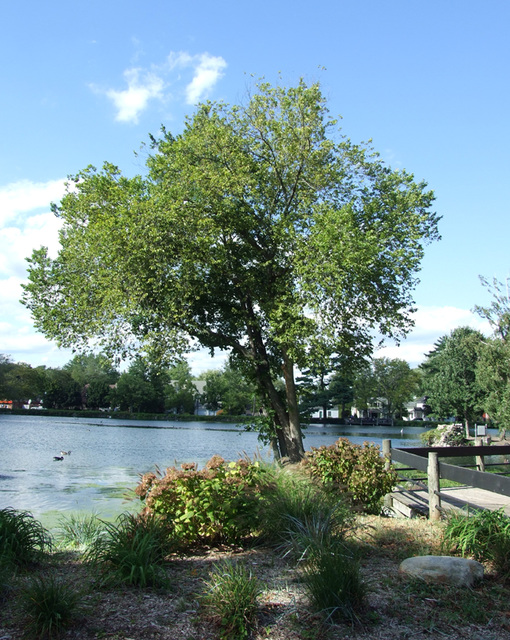 Tree and Pond in Heckscher Park, September 2010