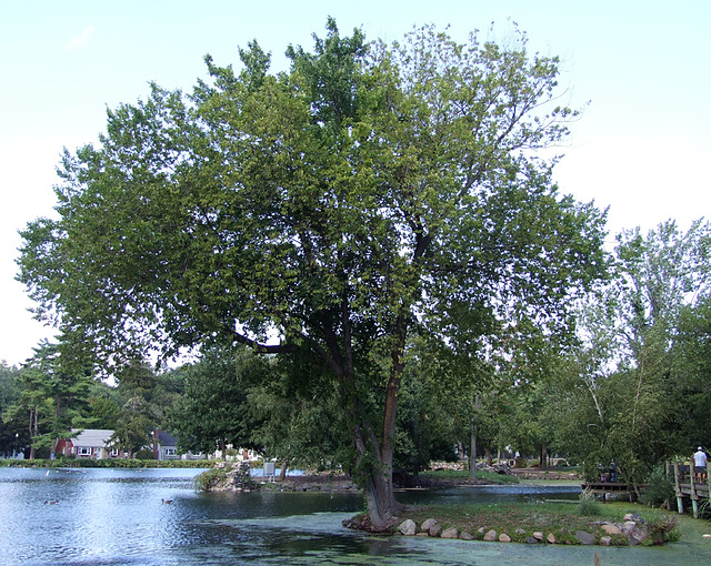 Tree and Pond in Heckscher Park, September 2010