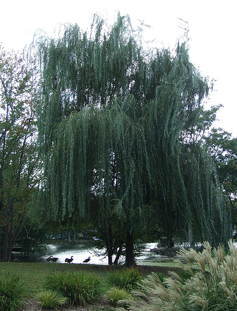 Tree in Heckscher Park, September 2010