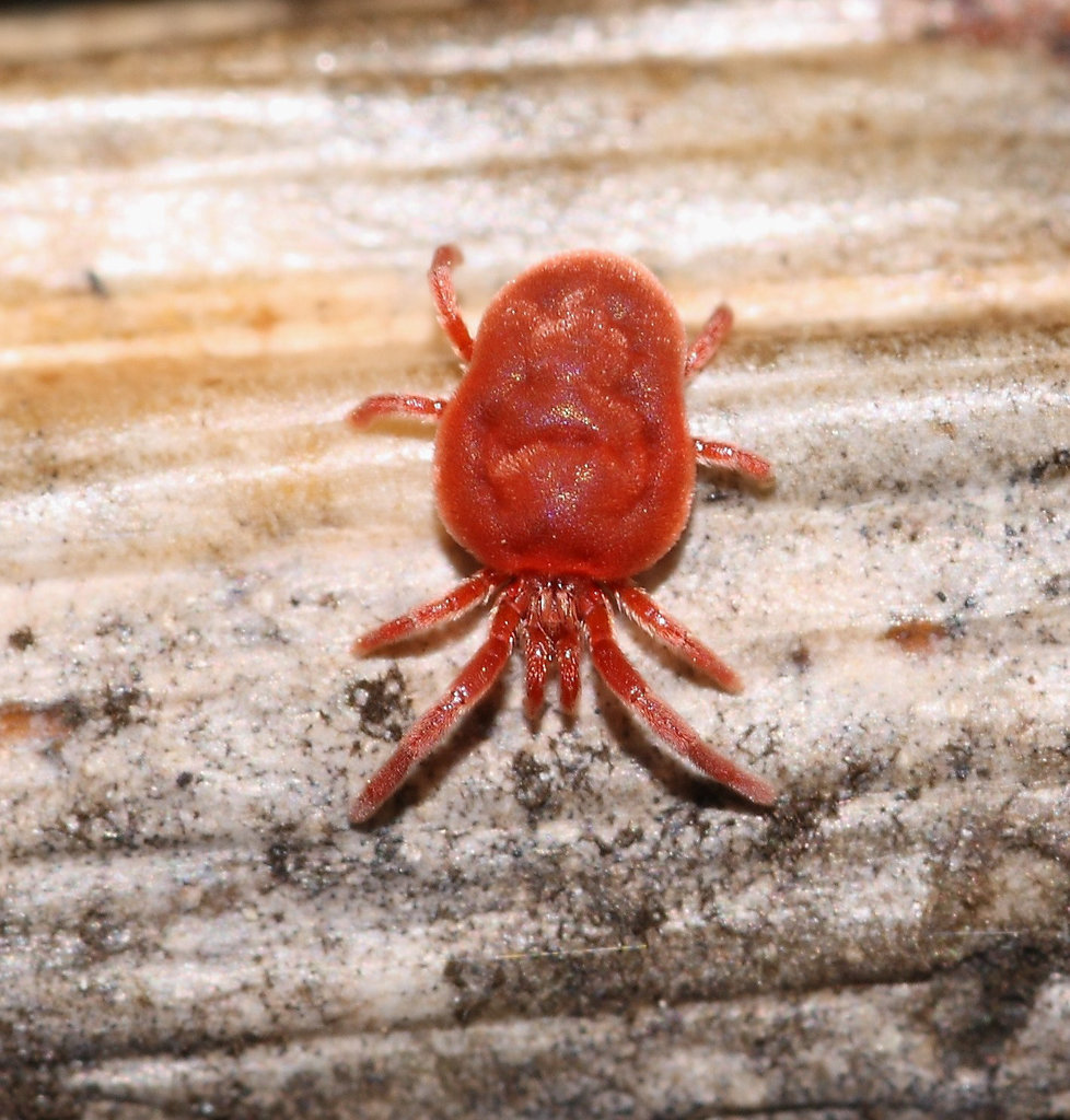 Red Spider Mite (I think)