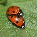 7-spot ladybirds (Coccinella 7-punctata) mating