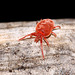 Red Spider Mite (I think)