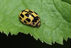 Fourteen-spot ladybird (Propylea 14-punctata)