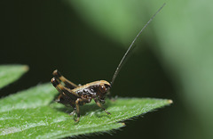 Dark Bush Cricket Nymph (Pholidoptera griseoaptera)
