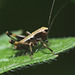 Dark Bush Cricket Nymph (Pholidoptera griseoaptera)