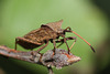 Dock bug (Coreus marginatus)