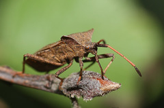 Dock bug (Coreus marginatus)