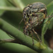 Weevils mating