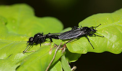 St Mark's flies (Bibio marci) mating