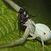 Common crab spider (Misumena vatia) and prey