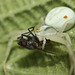 Common crab spider (Misumena vatia) and prey