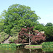 Pond Landscape in Old Westbury Gardens, May 2009