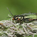 Common Malachite Beetle (Malachius Bipustulatus) I think