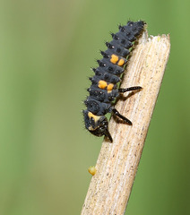 7-spot ladybird (Coccinella septempunctata) larva