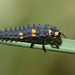 7-spot ladybird (Coccinella septempunctata) larva