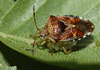 Parent Bug (Elasmucha grisea) and eggs