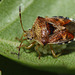 Parent Bug (Elasmucha grisea) and eggs