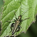 Swollen-thighed beetle (Oedemera nobilis)