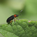 Cereal leaf beetle (Oulema melanopus) I think