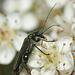 Swollen-thighed beetle (Oedemera nobilis)