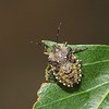Forest shield bug (Pentatoma rufipes) nymph