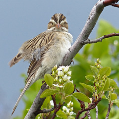 Clay-coloured Sparrow