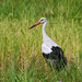 20081008-0028 White stork