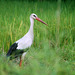 20081008-0050 White stork