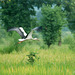 20081008-0058 White stork