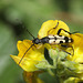 Longhorn beetle (Leptura maculata)