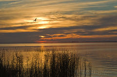 Lake Albert Sunset - Day 2 #1