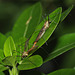 Tiger craneflies