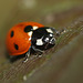 7-spot ladybird (Coccinella 7-punctata)