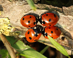 7-spot ladybirds (Coccinella 7-punctata)