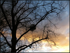 twilight mistletoe