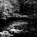 Forest  River-2bw