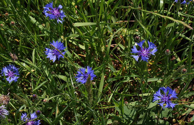 Bleuet vrai - Centaurea cyanus- Cyanus segetum