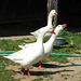 Geese in the Powell Farm in Old Bethpage Village Restoration, May 2007