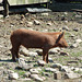 Pig in the Powell Farm in Old Bethpage Village Restoration, May 2007