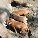 Piglets Nursing in the Powell Farm in Old Bethpage Village Restoration, May 2007