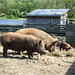 Three Pigs in the Powell Farm in Old Bethpage Village Restoration, May 2007