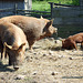Three Pigs in the Powell Farm in Old Bethpage Village Restoration, May 2007