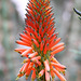 Rotrandige Aloe (Wilhelma)