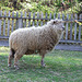 Sheep in Old Bethpage Village Restoration, May 2007