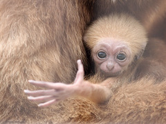 Gibbonbaby Narumol (Wilhelma)