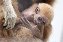 Gibbonbaby Narumol (Wilhelma)